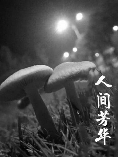 人间芳华的意思